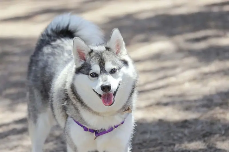 Hình ảnh chó Alaskan Klee Kai 12
