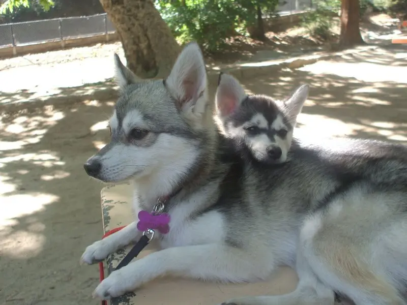 Hình ảnh chó Alaskan Klee Kai 13