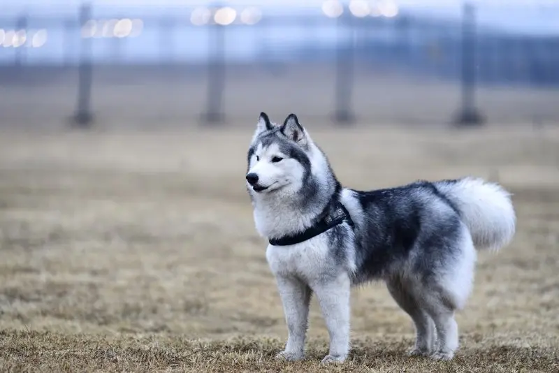 Hình ảnh chó Alaskan Klee Kai 14