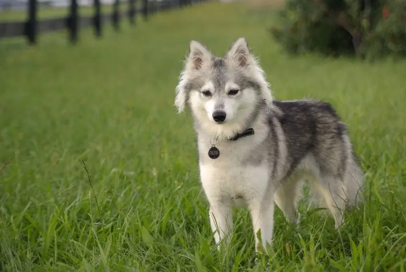 Hình ảnh chó Alaskan Klee Kai 15