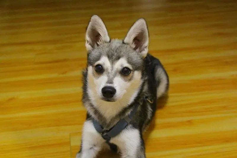 Hình ảnh chó Alaskan Klee Kai 16