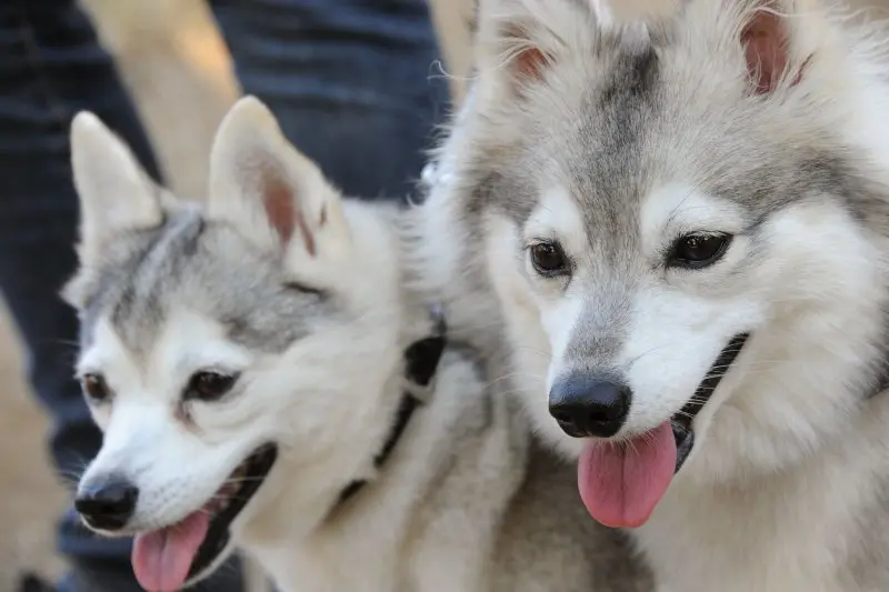 Hình ảnh chó Alaskan Klee Kai 17