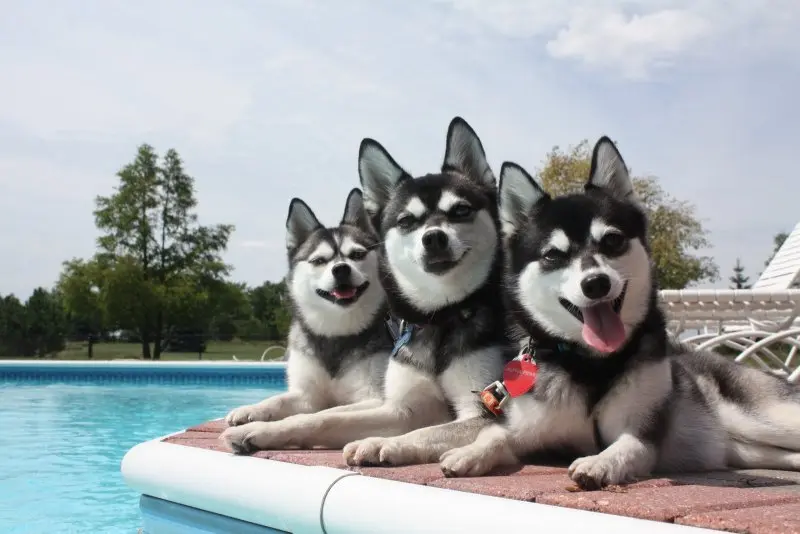 Hình ảnh chó Alaskan Klee Kai 18
