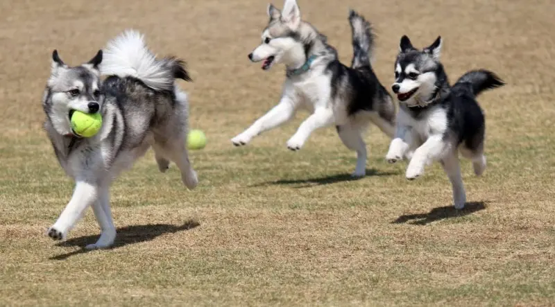 Hình ảnh chó Alaskan Klee Kai 19