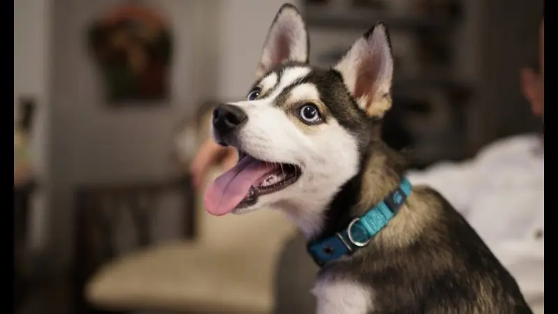 Hình ảnh chó Alaskan Klee Kai 20