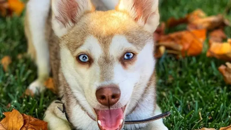 Hình ảnh chó Alaskan Klee Kai 21