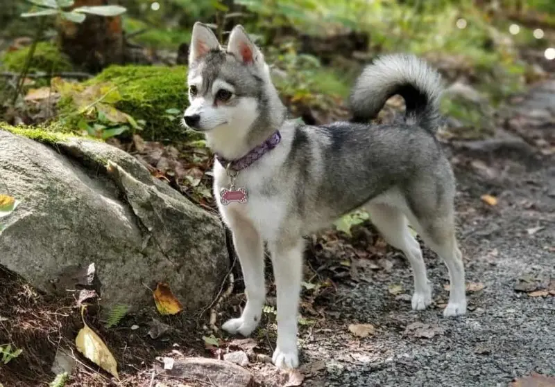 Hình ảnh chó Alaskan Klee Kai 22