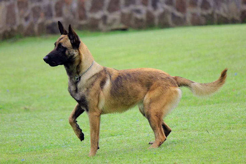 Hình ảnh chó Malinois 6