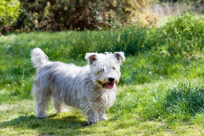 Hình ảnh chó Cairn Terrier 14 Hình ảnh chó Cairn Terrier 14