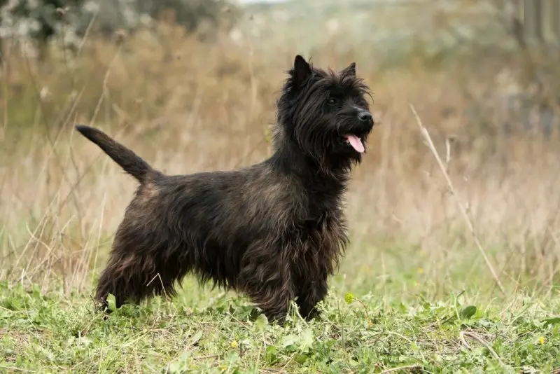 Hình ảnh chó Cairn Terrier 7