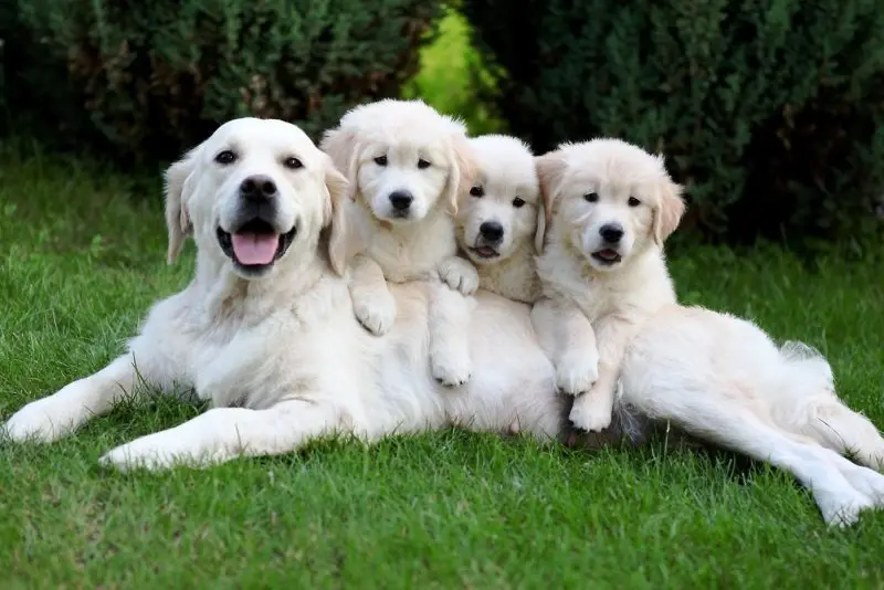 Chó Golden Retriever màu kem Chó Golden Retriever màu kem