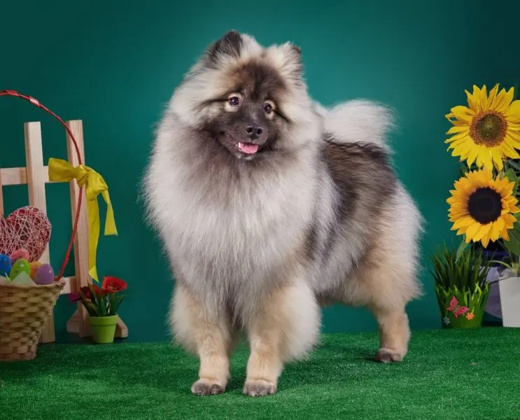 Cách chăm sóc chó Keeshond 1