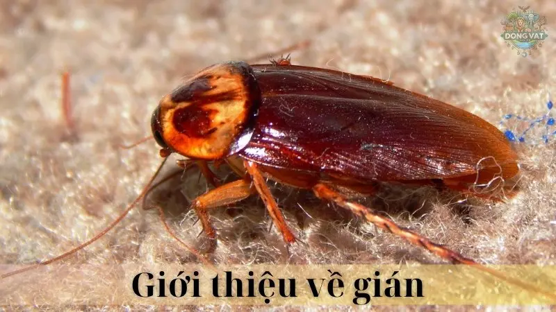 Gián 02