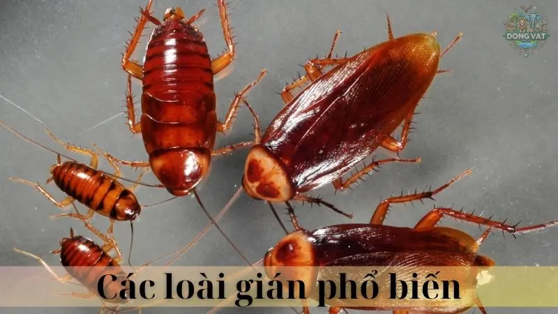 Gián 03