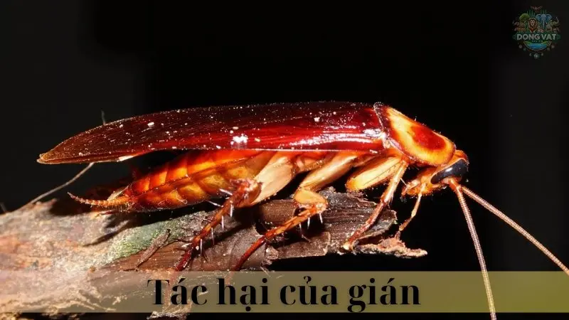 Gián 04
