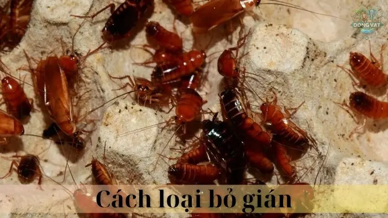 Gián 05