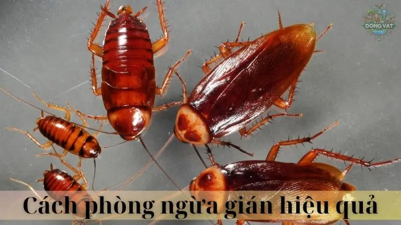 Gián 06