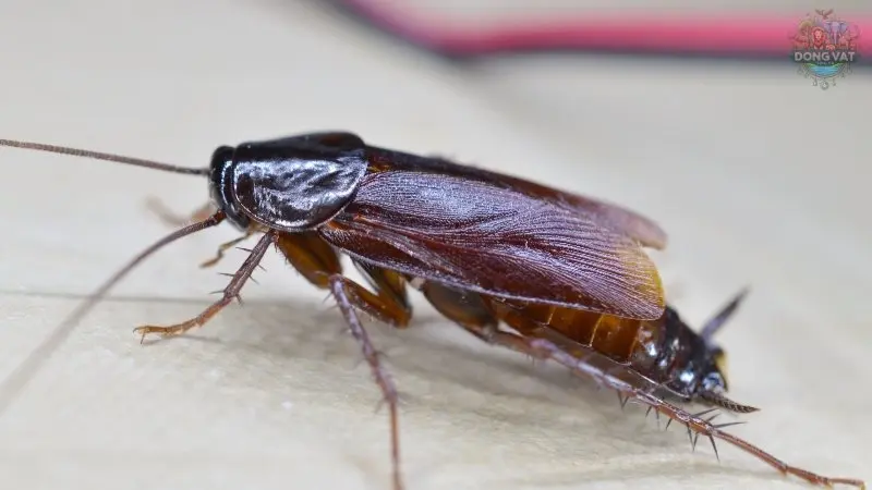 Gián phương đông