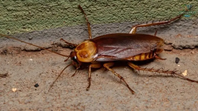 Gián mỹ
