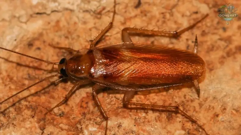 Gián nâu sọc