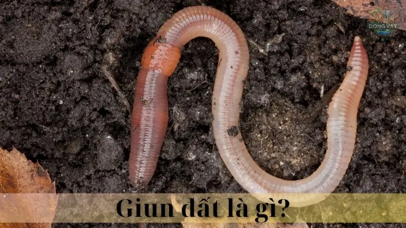 Giun đất 02