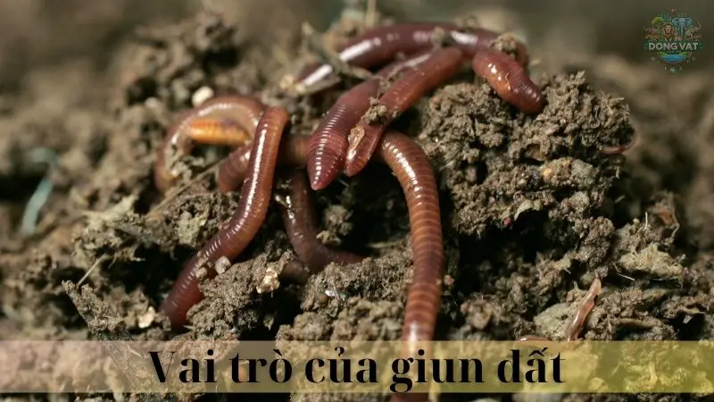 Giun đất 03