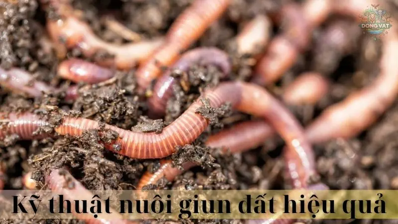 Giun đất 04