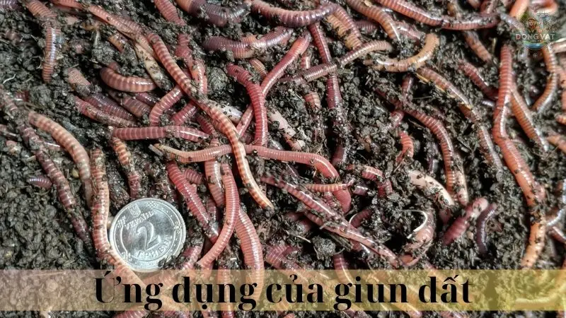 Giun đất 05