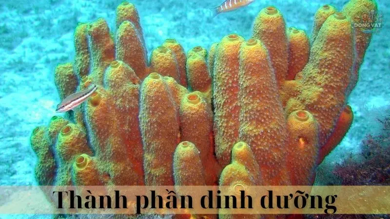 Hải miên 03