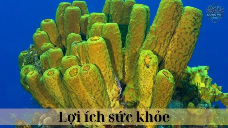 Hải miên 04