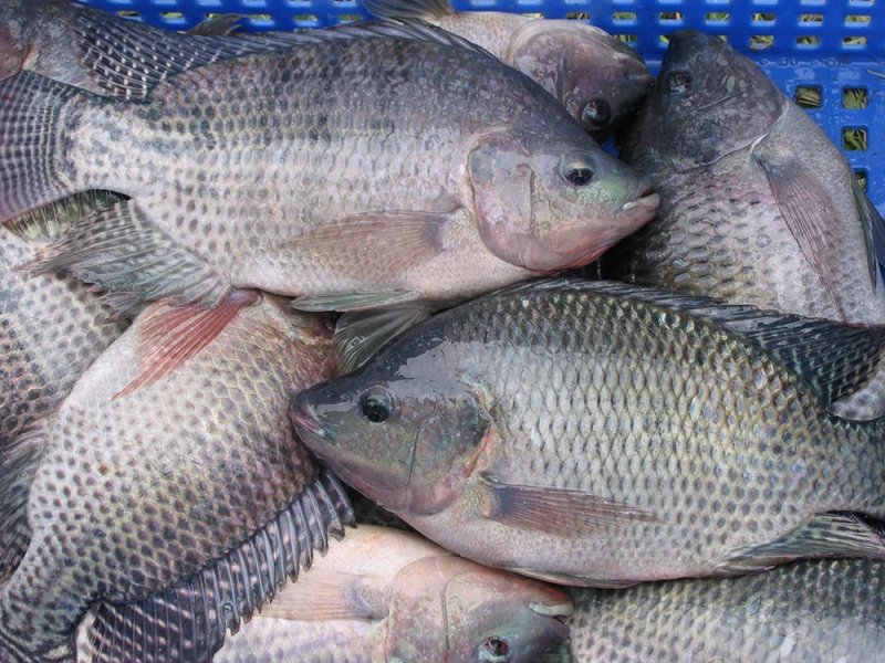 Kho ảnh cá rô phi sắc nét nhất 2