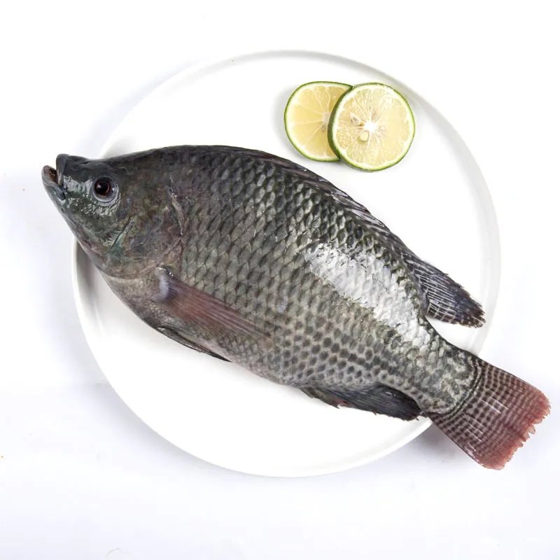 Kho ảnh cá rô phi sắc nét nhất 6