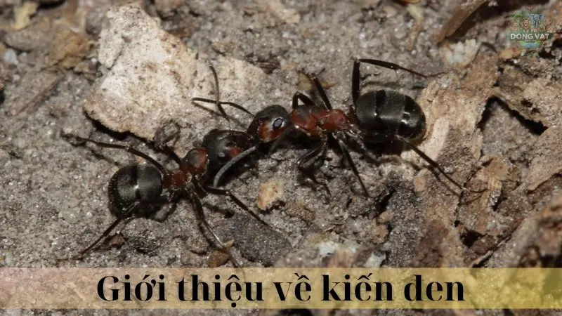 Kiến đen 02