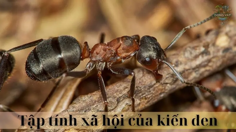 Kiến đen 03