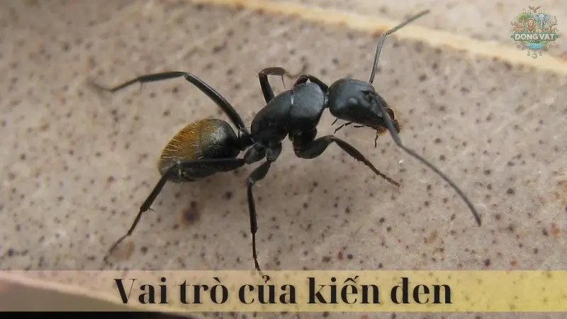Kiến đen 04