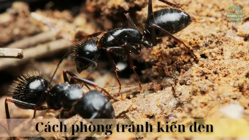 Kiến đen 05