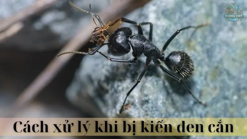 Kiến đen 06