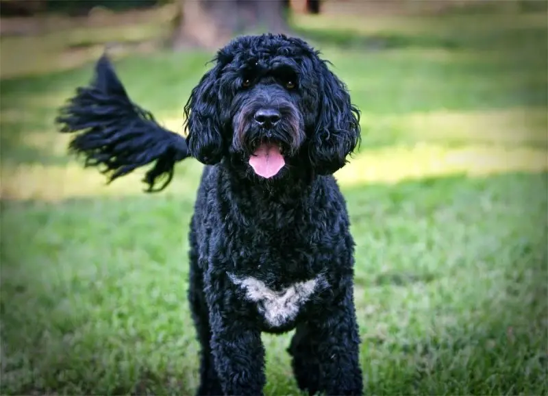 Một số hình ảnh chó Portuguese Water Dog 16