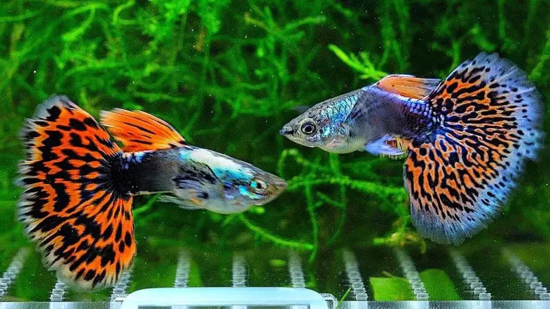 Tổng hợp hình ảnh cá bảy màu sắc nét nhất 21