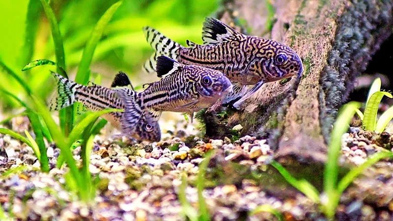 Tổng hợp hình ảnh chi tiết nhất của cá dọn bể 3