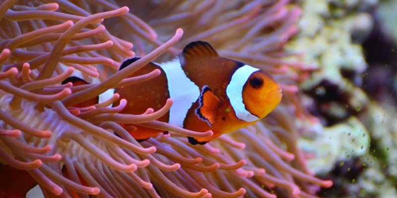 Tuyển tập hình ảnh đẹp về cá hề 2