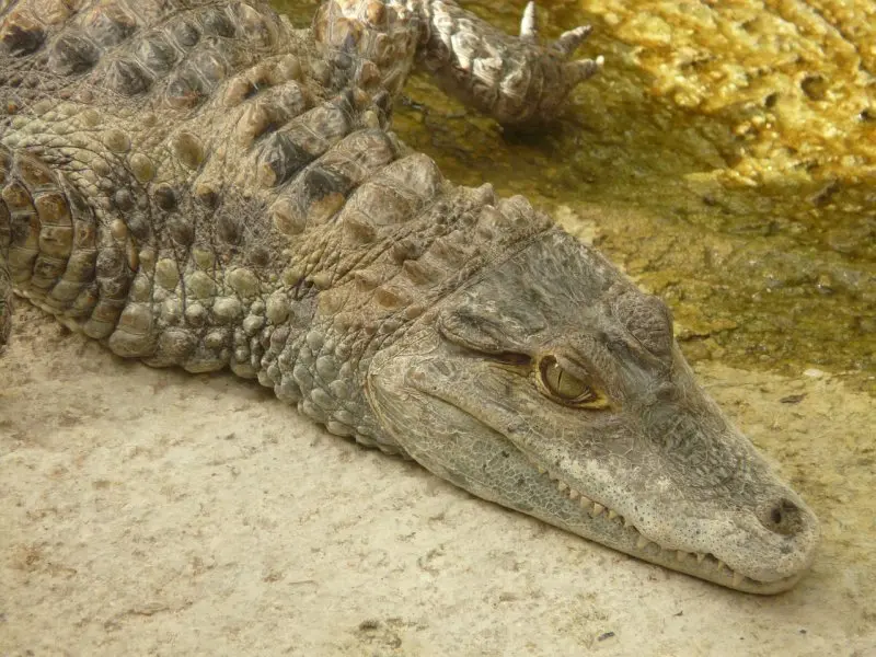 Một số hình ảnh đẹp về cá sấu Caiman11