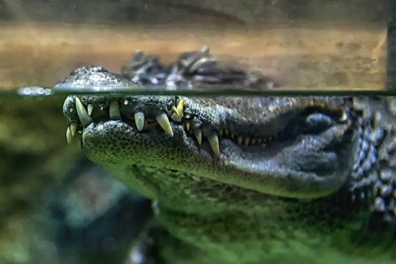 Một số hình ảnh đẹp về cá sấu Caiman12