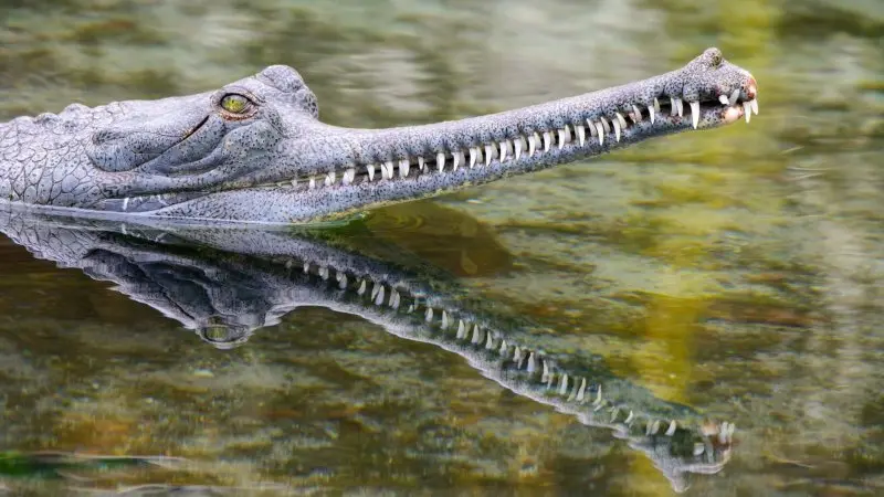 Những hình ảnh đẹp về cá sấu Gharial12