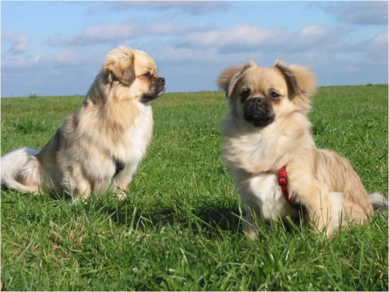 Đặc điểm của chó Tibetan Spaniel 1