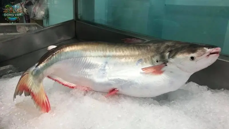 Giới thiệu chung về cá bông lau