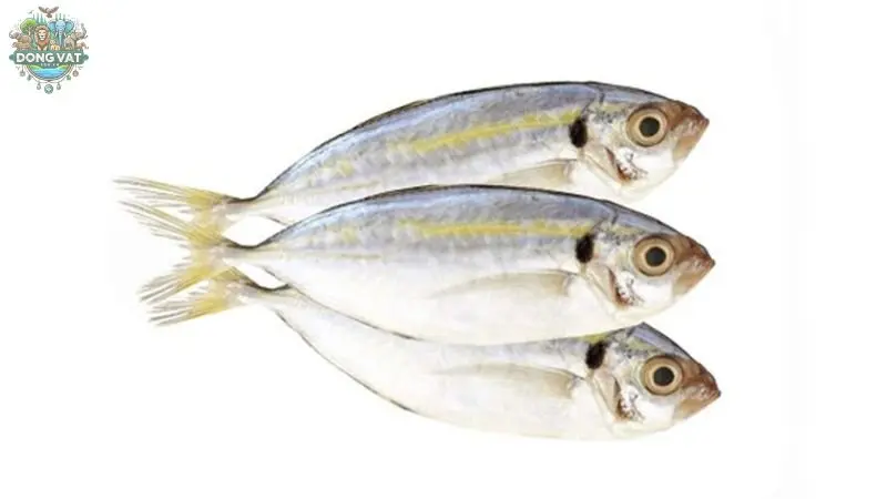 Giới thiệu chung về cá ngân