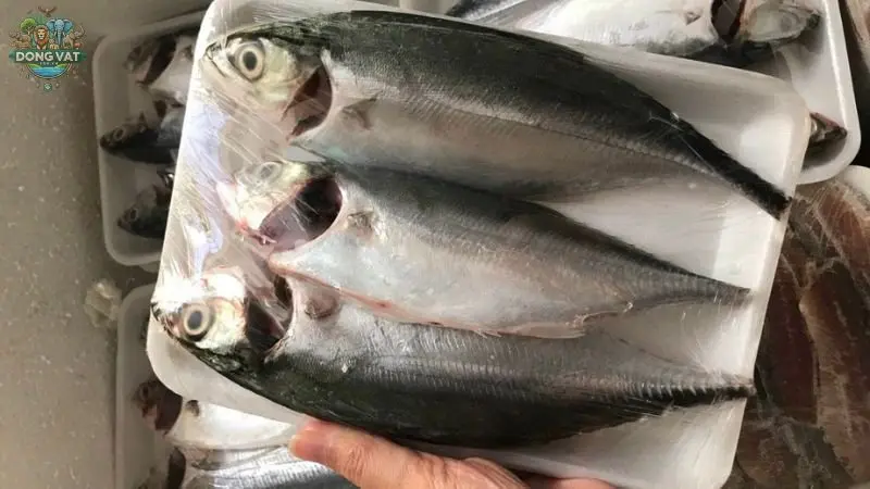 Hướng dẫn cách chọn mua cá ngân tươi ngon
