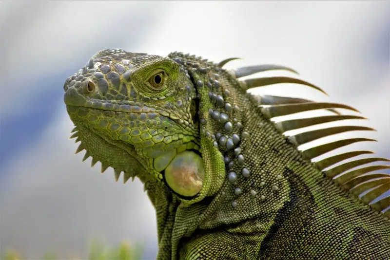Hình ảnh đẹp về Iguana xanh 8