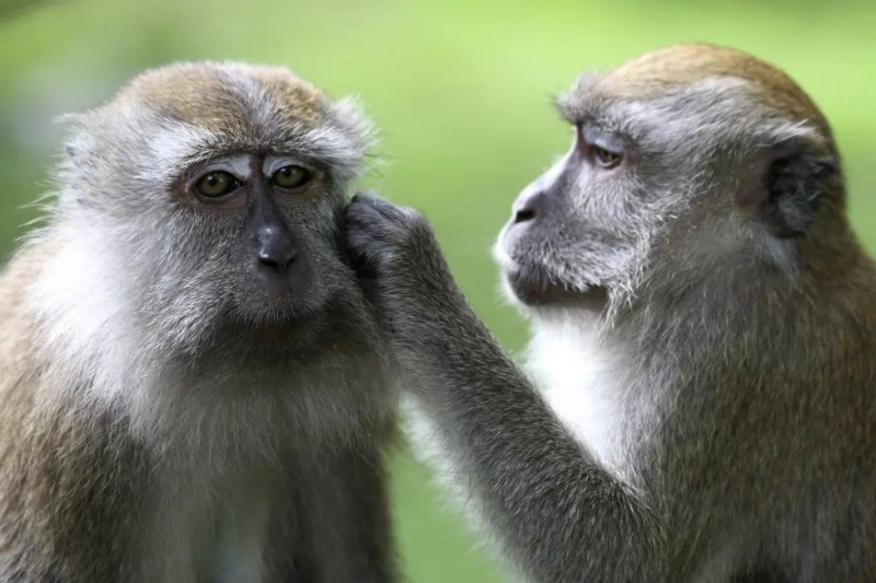 Sơ lược về khỉ đuôi dài 